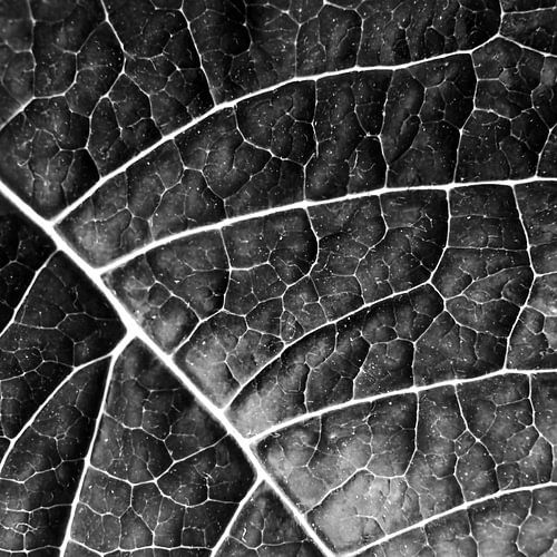 LEAF STRUCTURE no2a BLACK AND WHITE