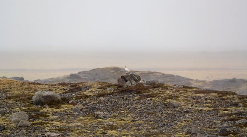 Tétras des neiges par Signatuur Fotografie