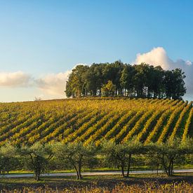 Bomen op een heuvel boven een wijngaard. Chianti-streek. Toscane van Stefano Orazzini