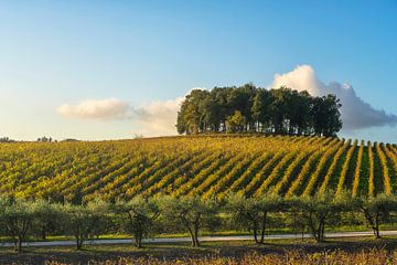 Bomen op een heuvel boven een wijngaard. Chianti-streek. Toscane van Stefano Orazzini