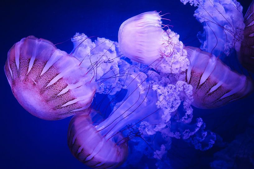 Colourful jellyfish by Danny Brandsma