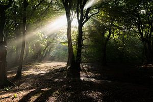 Sonnenstrahlen