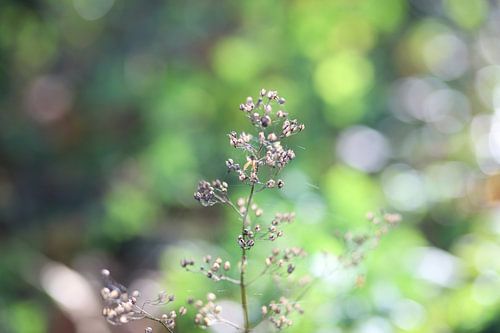 Belle fleur dans les forêts vertes