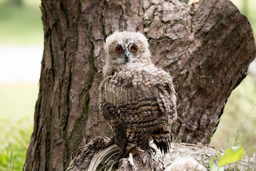 (Uil) Uilskuiken op boomstronk