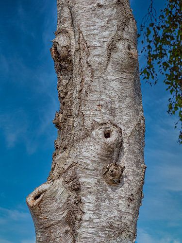 Face in a tree