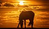 Silhouet van een paard tijdens zonsondergang van Martijn van Dellen thumbnail