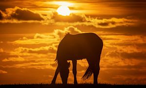 Silhouet van een paard tijdens zonsondergang van Martijn van Dellen