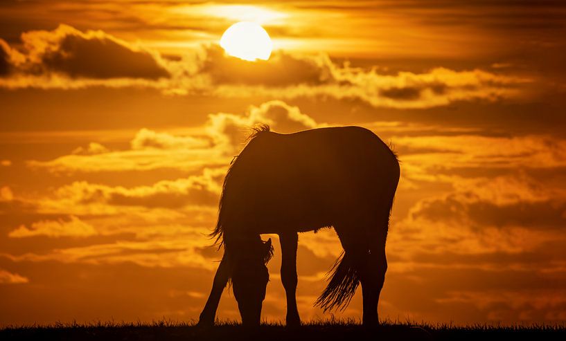 Silhouet van een paard tijdens zonsondergang van Martijn van Dellen