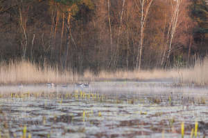 Gänse am frühen Morgen