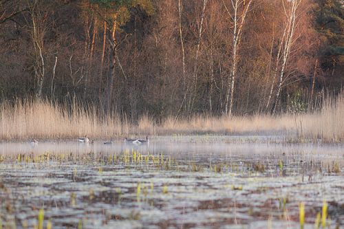 geese in the early morning