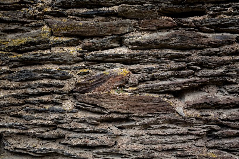 Alte Schieferwand mit einer kleinen Pflanze von Miranda van Assema