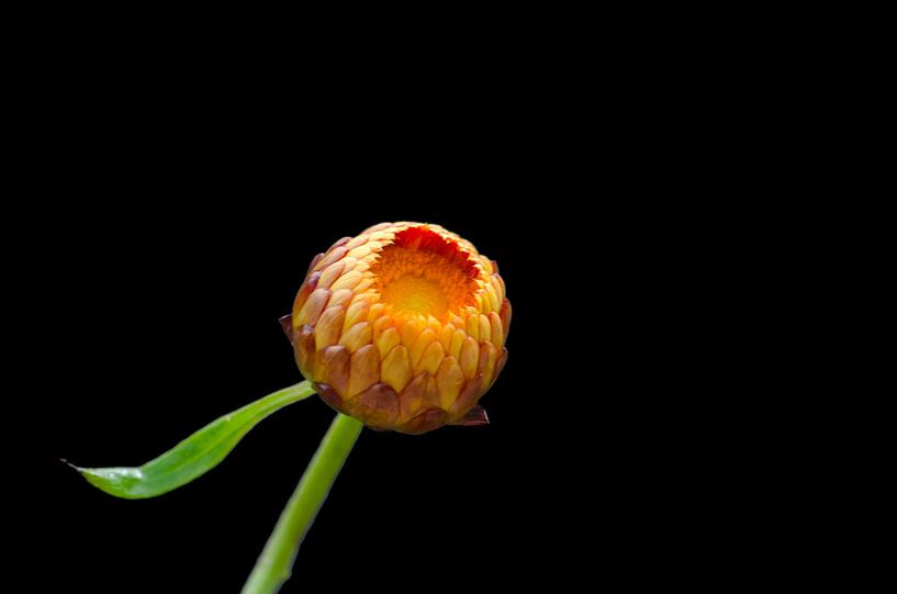 Strohblume Knospe Gelb Orange von Johan Verbon