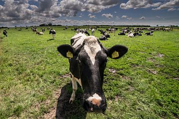 nieuwsgierige koe in de wei van Herman Troost fotowerk