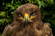 Bird of prey van Rob Smit thumbnail