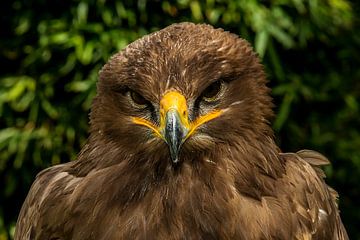 Bird of prey van Rob Smit