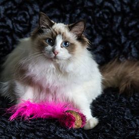 Seal bicolour Ragdoll kitten by Arline Photography