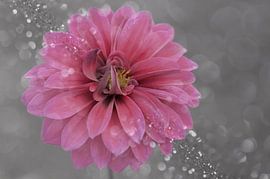 dream of dahlia by Zwergls Lichtermeer