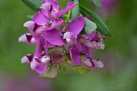 Gezellig Roze