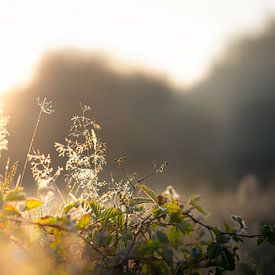 Natuur van Meike Huibers