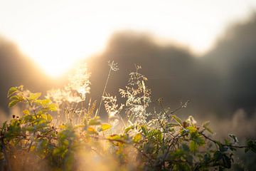 Natuur van Meike Huibers