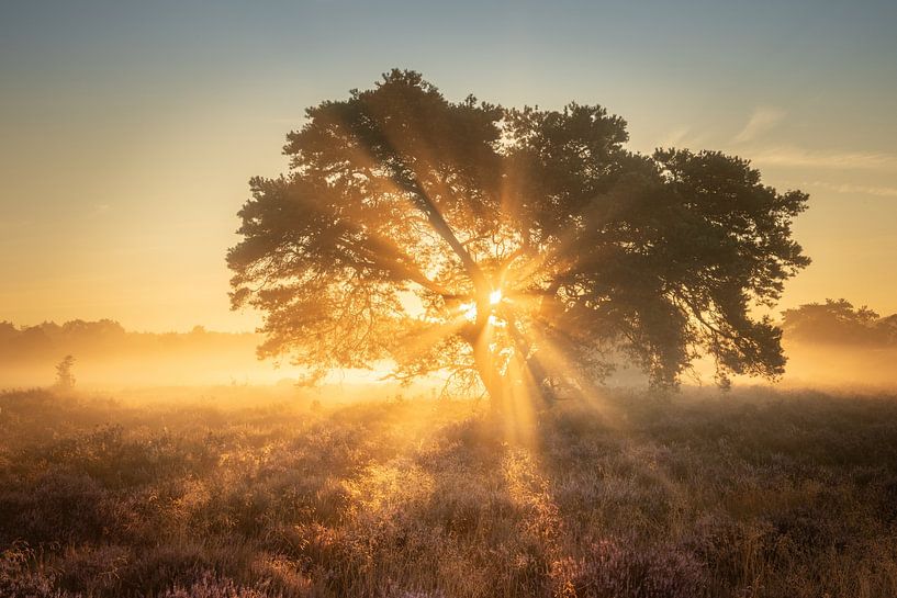 Baum im Nebel auf blühendem Heidekraut von KB Design & Photography (Karen Brouwer)