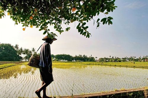 Boer op weg naar zijn Sawah