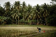 Mann bei der Arbeit auf den Reisfeldern auf den Philippinen von Yvette Baur Miniaturansicht
