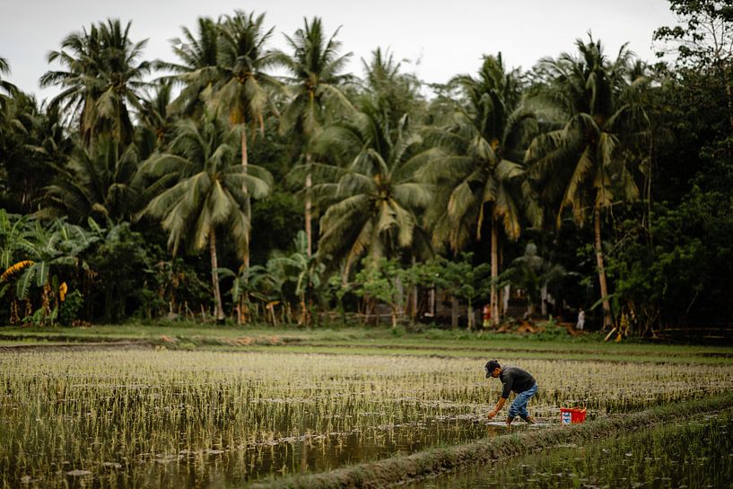 Mann bei der Arbeit auf den Reisfeldern auf den Philippinen von Yvette Baur