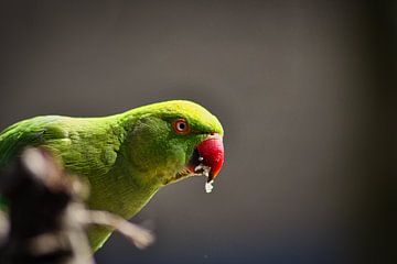 Collared Parakeet by Eva De Mol