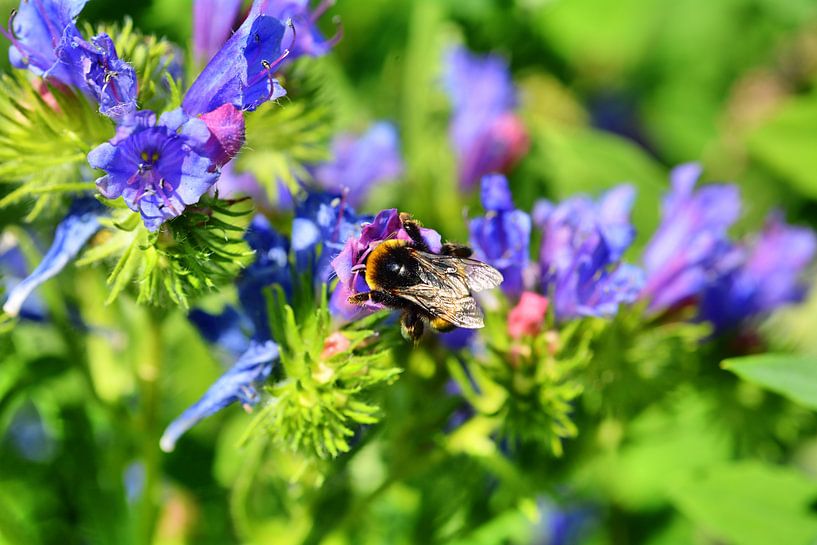 summ 10 par Edgar Schermaul