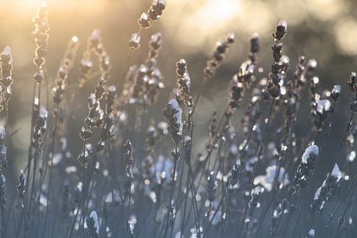 IJzige lavendelbloemen winterzonsopgang