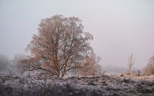 matin d'hiver sur la lande sur Tania Perneel