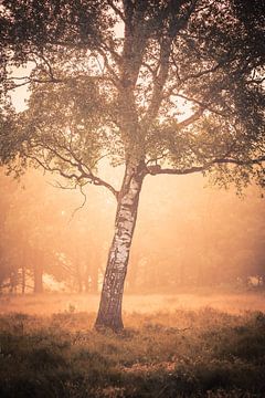 Zuiderheide Sonne hinter dem Baum von Richard Nell