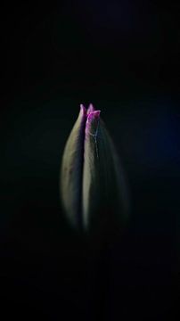 Close up tulp in knop tegen donkere achtergrond van Erwin Floor