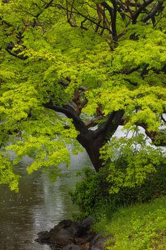 Shinjuku Gyoen National Garden (Japan) by Marcel Kerdijk