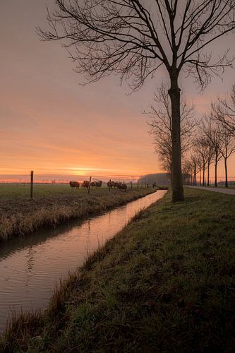 Schapen bij zonsopkomst