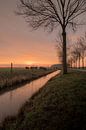 Sheep at sunrise by Moetwil en van Dijk - Fotografie thumbnail