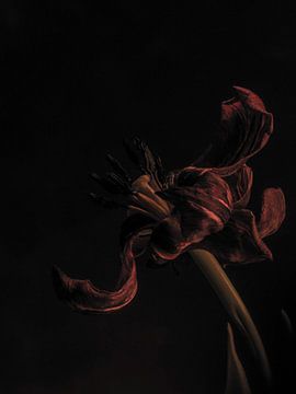 Tulp uitgebloeid van Mirakels Kiekje