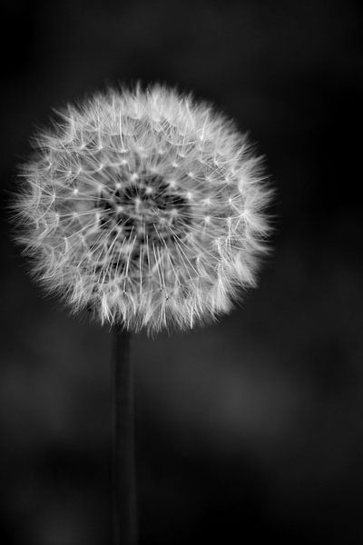 dandelion by Lizette de Jonge