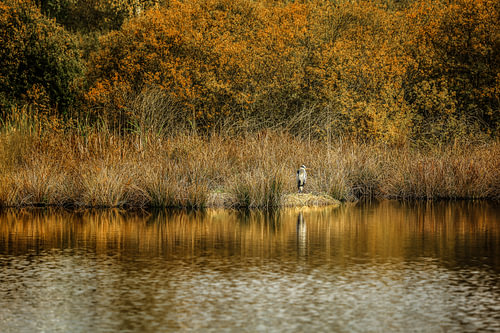 Blauwe reiger aan de oever van de Schwenninger Moos bij Villingen-Schwenningen