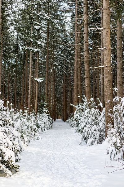 Winter Wonderland van Tessa Dommerholt