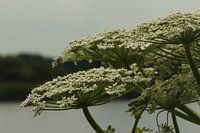 berenklauw