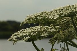 berenklauw by By Foto Joukje