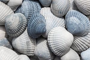 Muscheln weiß, grau und blau