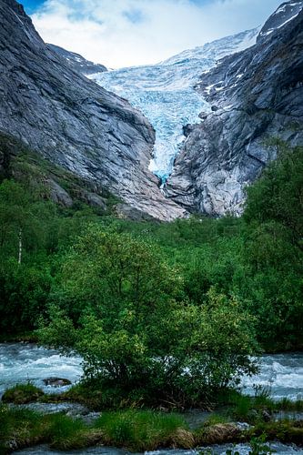 Glacier Briksdalsbreen avec arbre