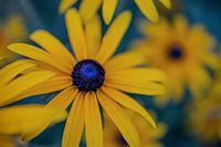 Gele bloem met paarse knop