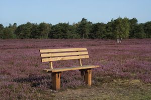 Wunderschön! Die Heideblüte 2019 Nr. 8
