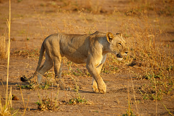 Löwin, Mana Pools Nationalpark, Simbabwe