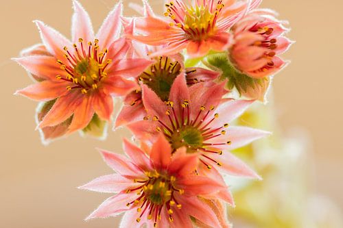 Spinnennetz-Haus-Look