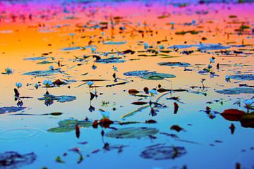 Regenboog reflectie op het Afrikaanse water okavangodelta van Dexter Reijsmeijer